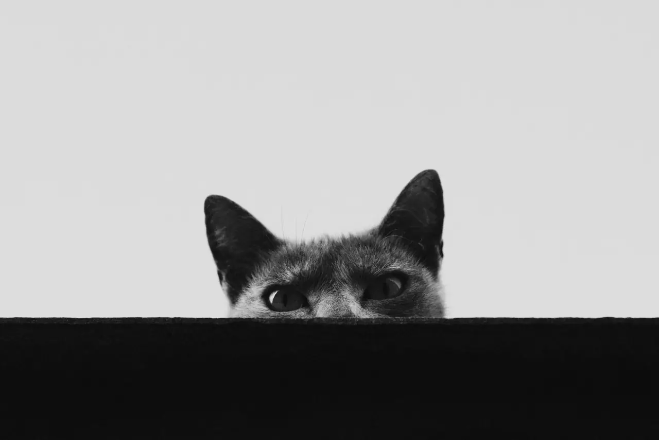 A black-and-white cat peeking over a dark ledge, with only its ears and eyes visible.